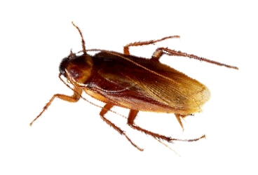 Anobium punctatum